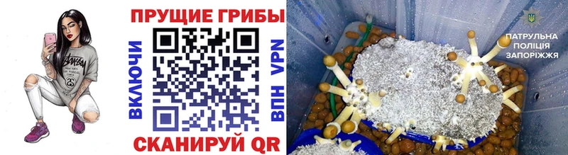 Галлюциногенные грибы Cubensis  Купить закладки  Мариинский Посад 